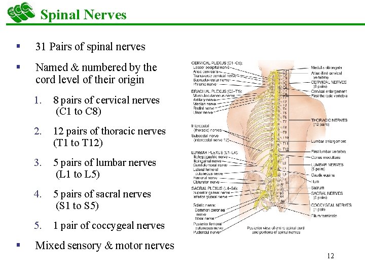 Spinal Nerves § 31 Pairs of spinal nerves § Named & numbered by the