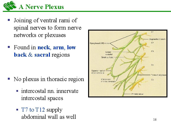 A Nerve Plexus § Joining of ventral rami of spinal nerves to form nerve