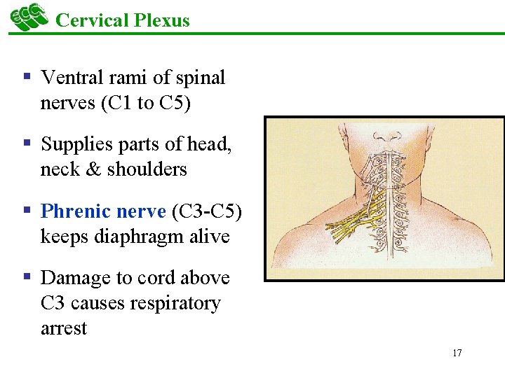 Cervical Plexus § Ventral rami of spinal nerves (C 1 to C 5) §