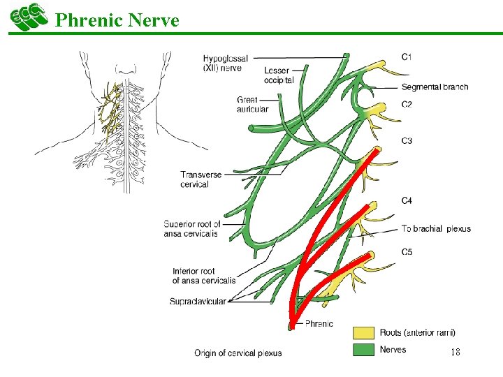 Phrenic Nerve 18 