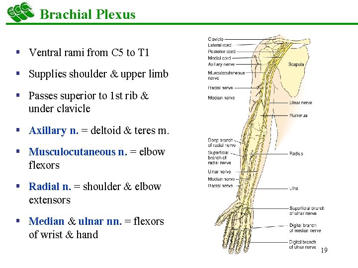 Brachial Plexus § Ventral rami from C 5 to T 1 § Supplies shoulder