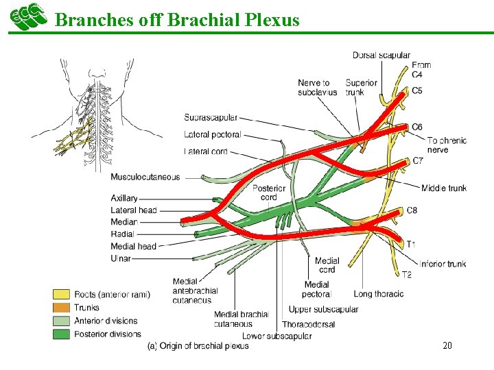 Branches off Brachial Plexus 20 