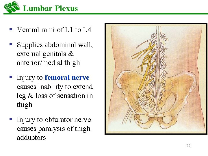 Lumbar Plexus § Ventral rami of L 1 to L 4 § Supplies abdominal