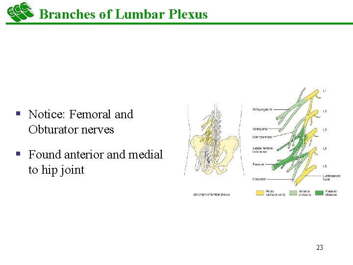 Branches of Lumbar Plexus § Notice: Femoral and Obturator nerves § Found anterior and