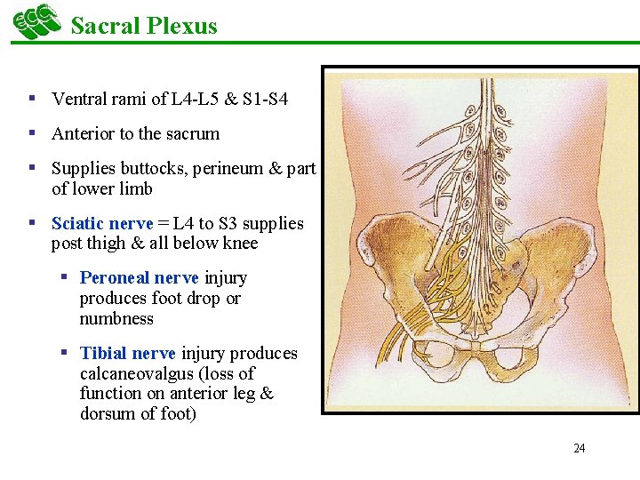 Sacral Plexus § Ventral rami of L 4 -L 5 & S 1 -S