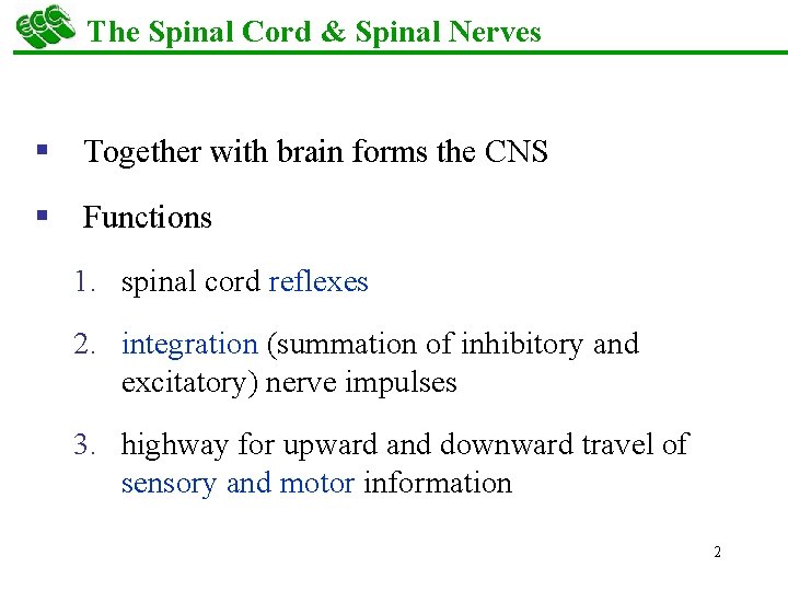 The Spinal Cord & Spinal Nerves § Together with brain forms the CNS §