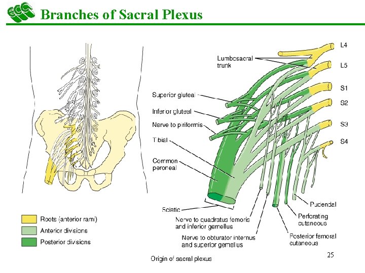 Branches of Sacral Plexus 25 