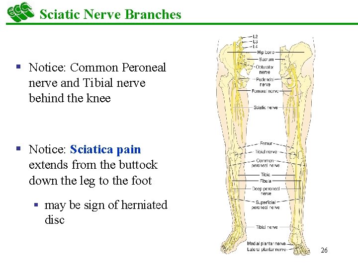 Sciatic Nerve Branches § Notice: Common Peroneal nerve and Tibial nerve behind the knee