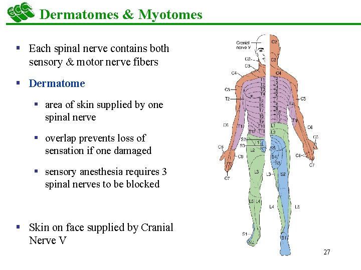 Dermatomes & Myotomes § Each spinal nerve contains both sensory & motor nerve fibers