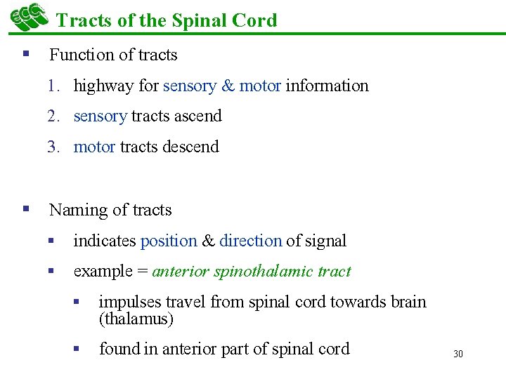 Tracts of the Spinal Cord § Function of tracts 1. highway for sensory &
