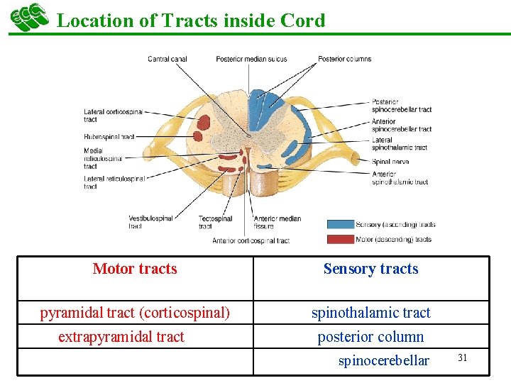 Location of Tracts inside Cord Motor tracts Sensory tracts pyramidal tract (corticospinal) spinothalamic tract