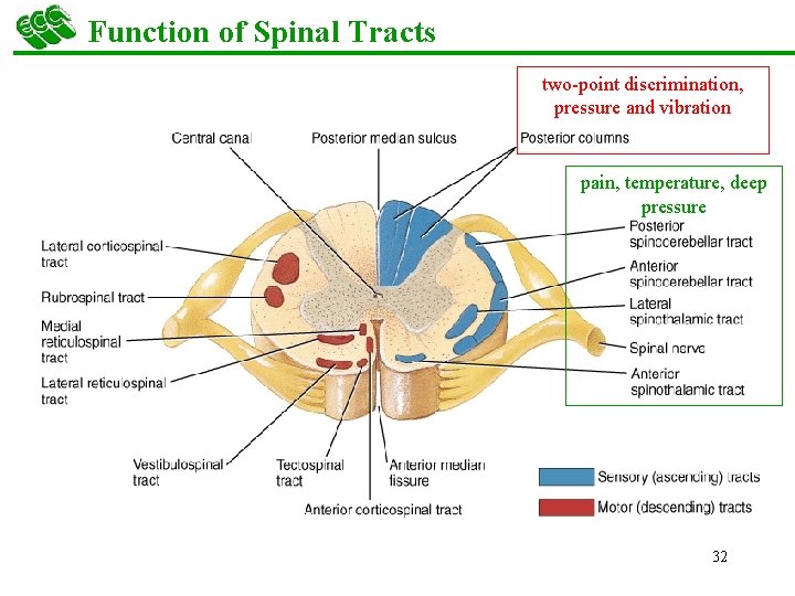 Function of Spinal Tracts two-point discrimination, pressure and vibration pain, temperature, deep pressure 32