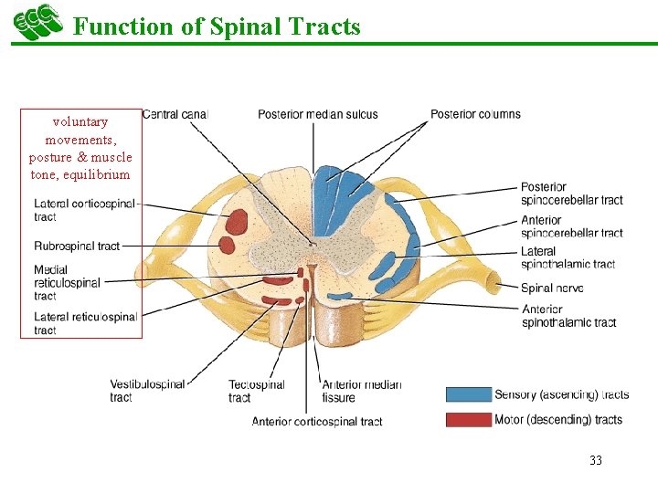 Function of Spinal Tracts voluntary movements, posture & muscle tone, equilibrium 33 