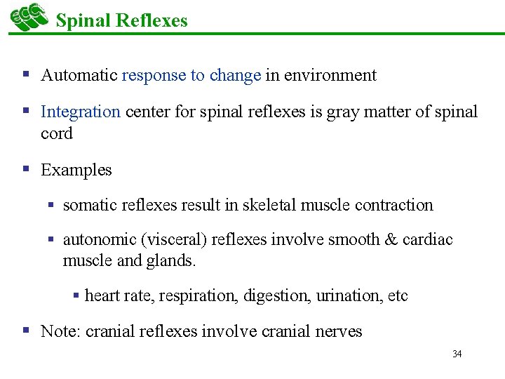 Spinal Reflexes § Automatic response to change in environment § Integration center for spinal