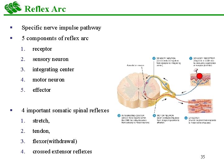 Reflex Arc § Specific nerve impulse pathway § 5 components of reflex arc §