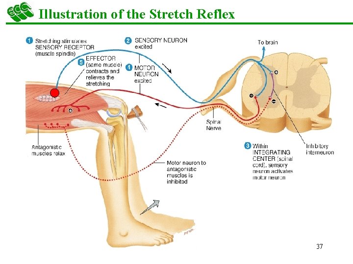 Illustration of the Stretch Reflex 37 