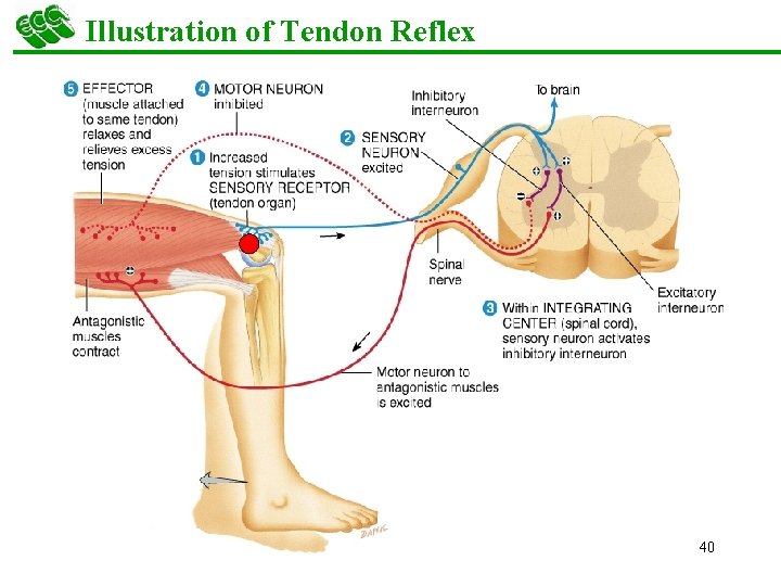 Illustration of Tendon Reflex 40 