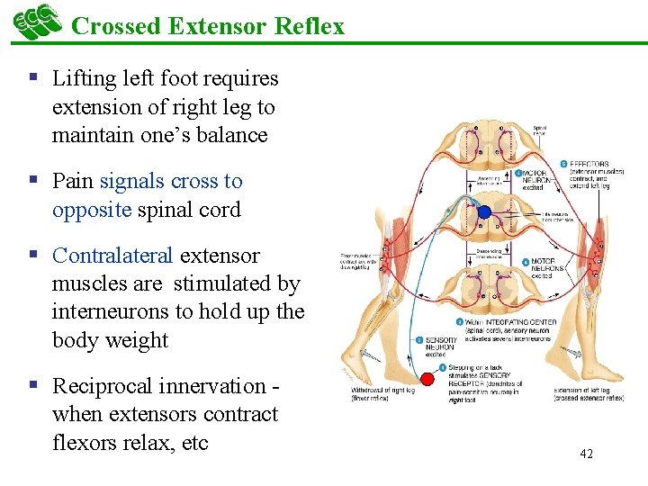 Crossed Extensor Reflex § Lifting left foot requires extension of right leg to maintain