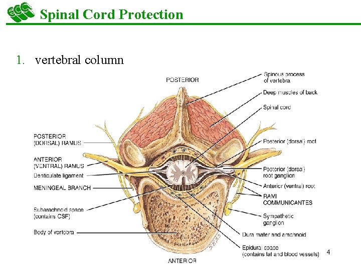 Spinal Cord Protection 1. vertebral column 4 