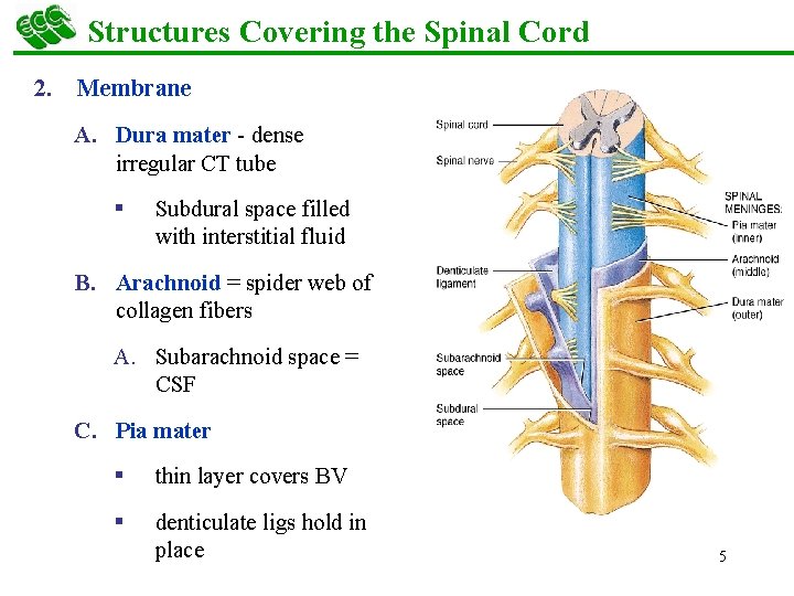 Structures Covering the Spinal Cord 2. Membrane A. Dura mater - dense irregular CT