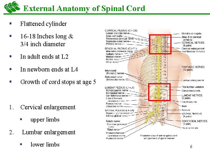 External Anatomy of Spinal Cord § Flattened cylinder § 16 -18 Inches long &