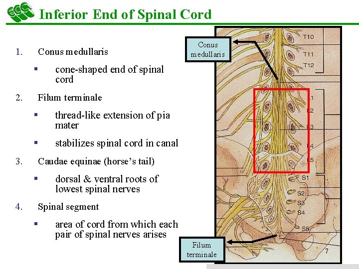 Inferior End of Spinal Cord 1. Conus medullaris § 2. 3. cone-shaped end of