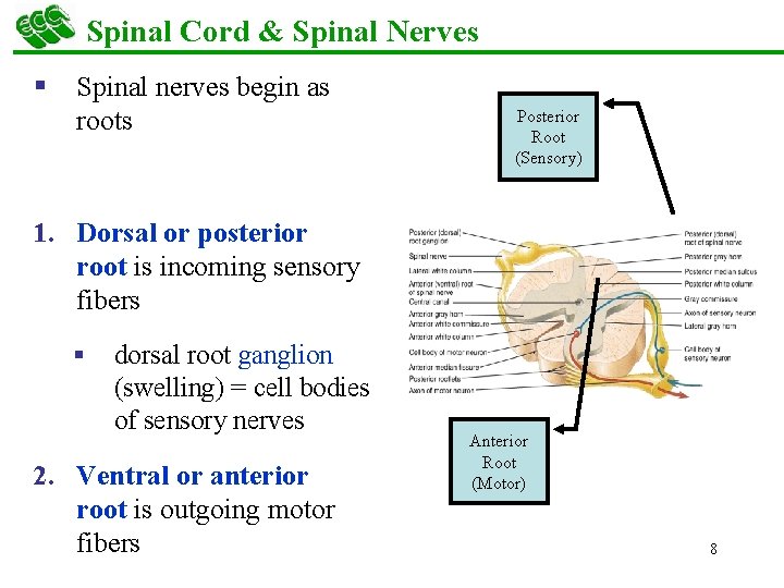Spinal Cord & Spinal Nerves § Spinal nerves begin as roots Posterior Root (Sensory)