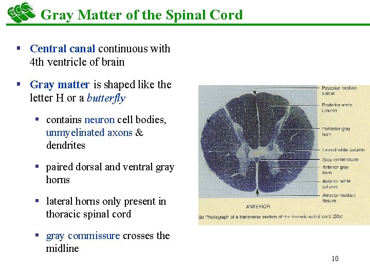 Gray Matter of the Spinal Cord § Central canal continuous with 4 th ventricle