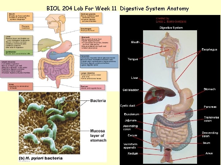 BIOL 204 Lab For Week 11 Digestive System Anatomy 