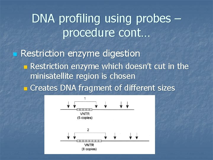 DNA profiling using probes – procedure cont… n Restriction enzyme digestion Restriction enzyme which