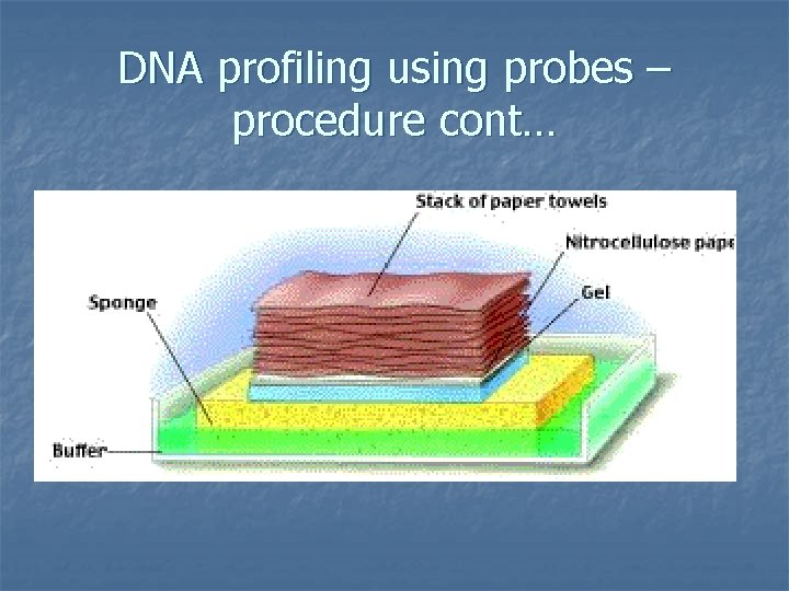 DNA profiling using probes – procedure cont… 