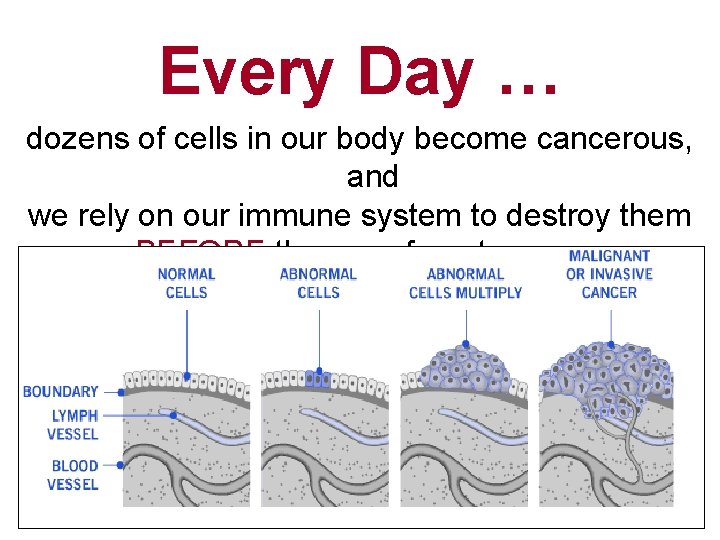 Every Day … dozens of cells in our body become cancerous, and we rely