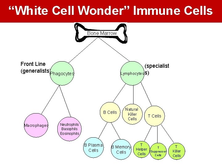 “White Cell Wonder” Immune Cells Bone Marrow Front Line (generalists)Phagocytes (specialist Lymphocytes s) B