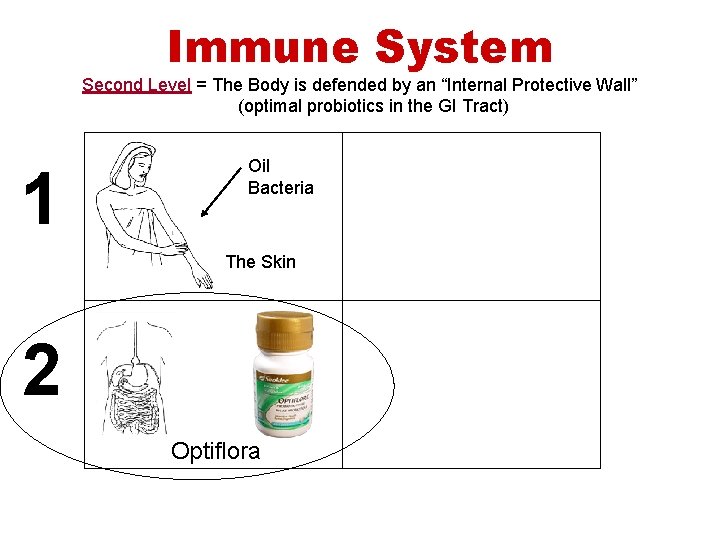 Immune System Second Level = The Body is defended by an “Internal Protective Wall”