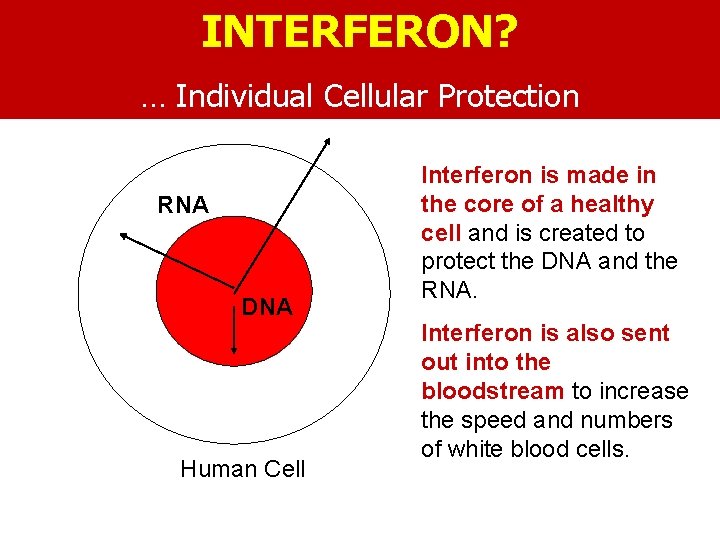 INTERFERON? … Individual Cellular Protection RNA DNA Human Cell Interferon is made in the