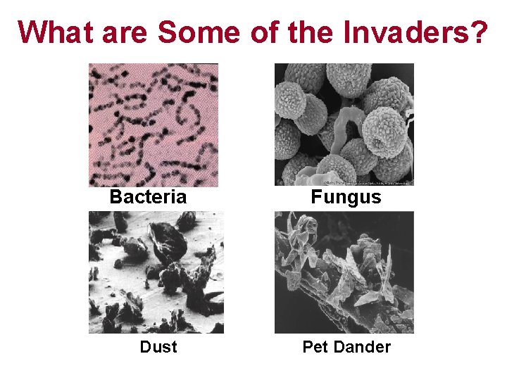 What are Some of the Invaders? Bacteria Dust Fungus Pet Dander 