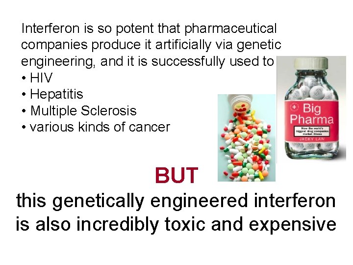 Interferon is so potent that pharmaceutical companies produce it artificially via genetic engineering, and