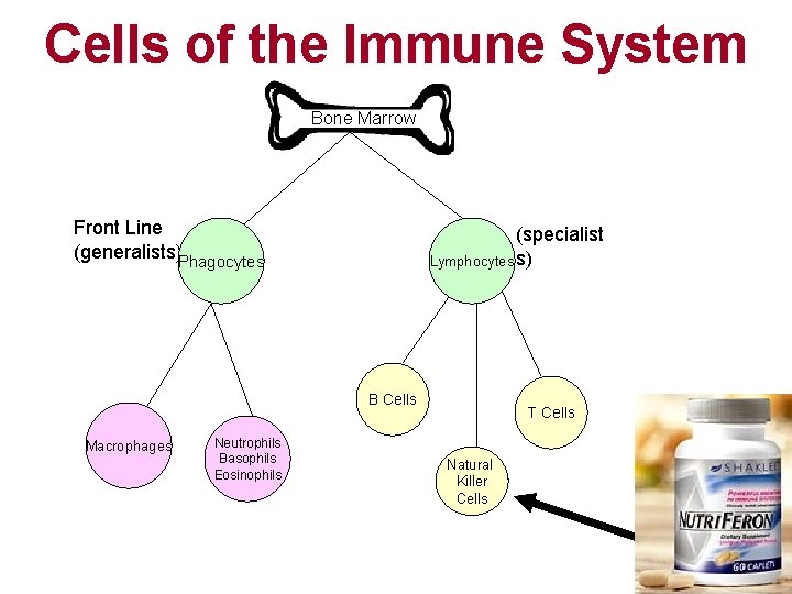 Cells of the Immune System Bone Marrow Front Line (generalists)Phagocytes (specialist Lymphocytes s) B