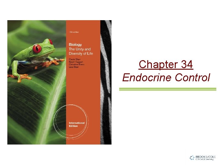 Chapter 34 Endocrine Control 