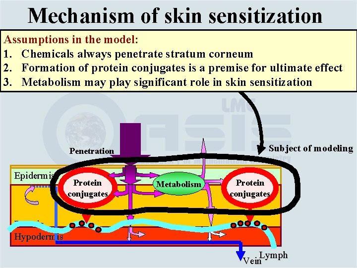 Mechanism of skin sensitization Assumptions in the model: 1. Chemicals always penetrate stratum corneum