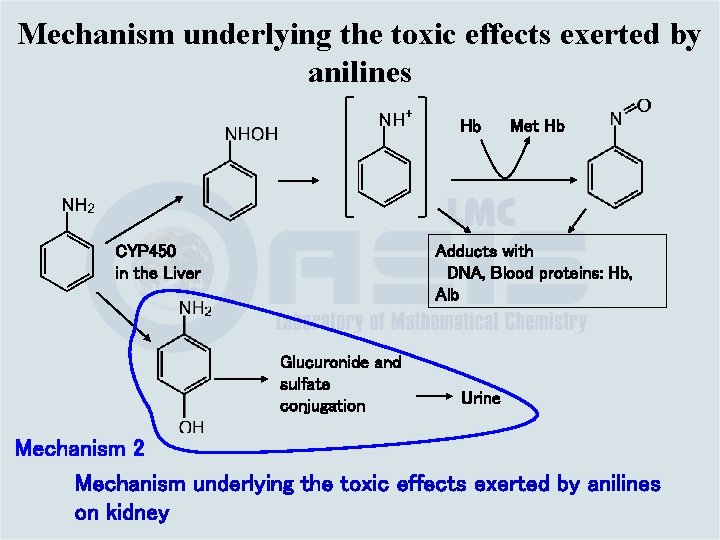 Mechanism underlying the toxic effects exerted by anilines Hb Met Hb Adducts with 　DNA,