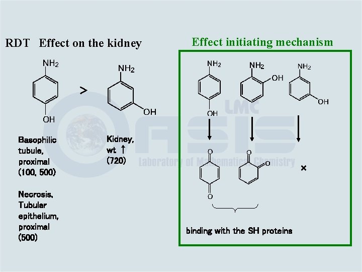 RDT　Effect on the kidney Effect initiating mechanism ＞ Basophilic tubule, proximal (100, 500) Necrosis,