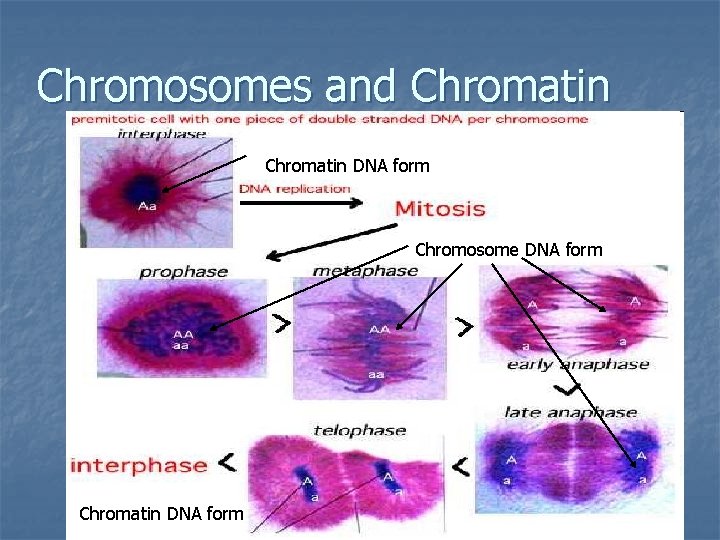 Chromosomes and Chromatin DNA form Chromosome DNA form Chromatin DNA form 12 