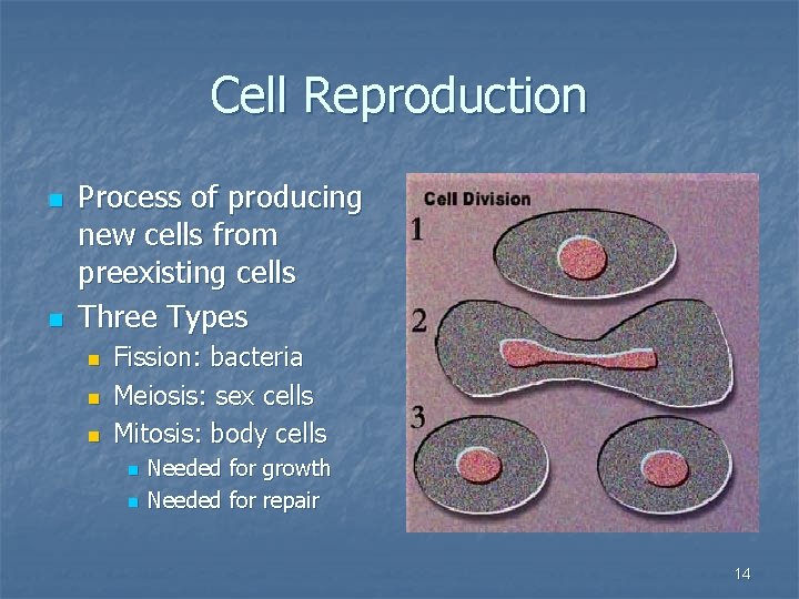 Cell Reproduction n n Process of producing new cells from preexisting cells Three Types