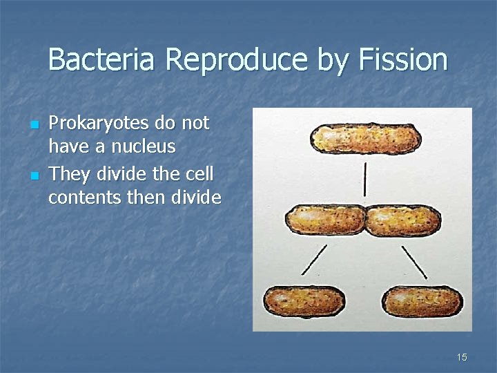 Bacteria Reproduce by Fission n n Prokaryotes do not have a nucleus They divide