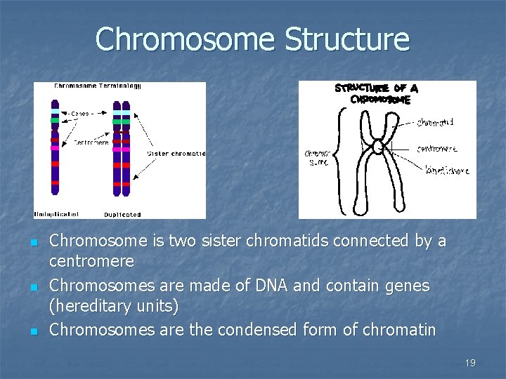 Chromosome Structure n n n Chromosome is two sister chromatids connected by a centromere