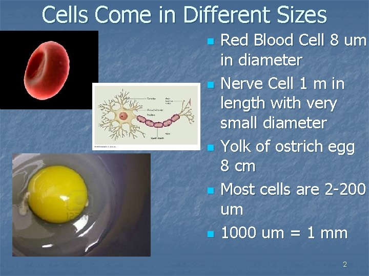 Cells Come in Different Sizes n n n Red Blood Cell 8 um in