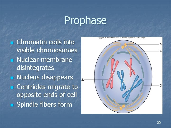 Prophase n n n Chromatin coils into visible chromosomes Nuclear membrane disintegrates Nucleus disappears
