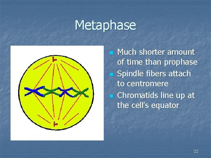 Metaphase n n n Much shorter amount of time than prophase Spindle fibers attach