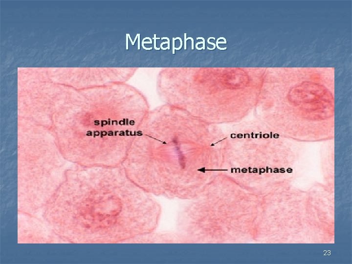 Metaphase 23 